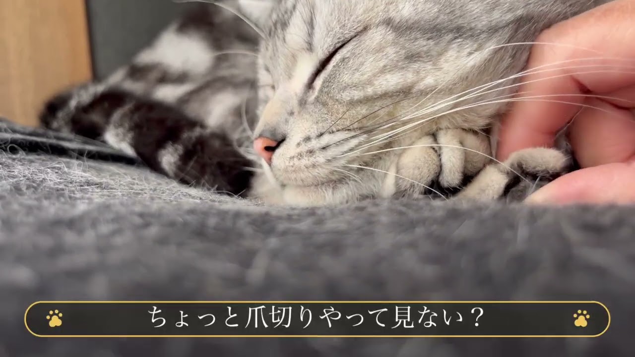 雨でも窓を開けて欲しい猫と爪切りやられて八つ当たりする猫
