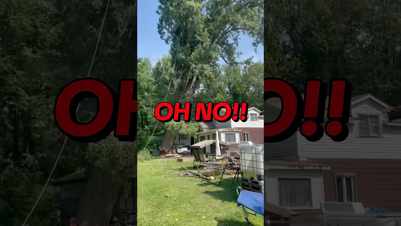 Tree falling onto house #unfortunate #teammontrealmetal #pointecalumet