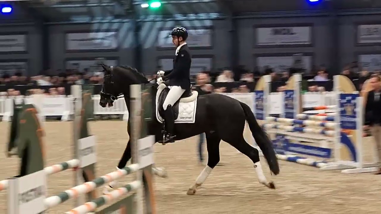 Royal Dynamic Stallion