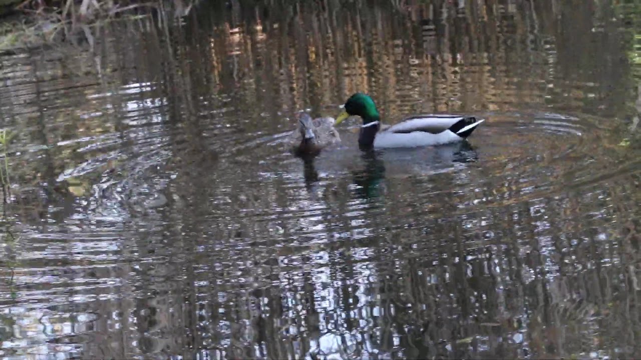 Mallard (Anas platyrhynchos) mating - Accoppiamento del Germano reale.