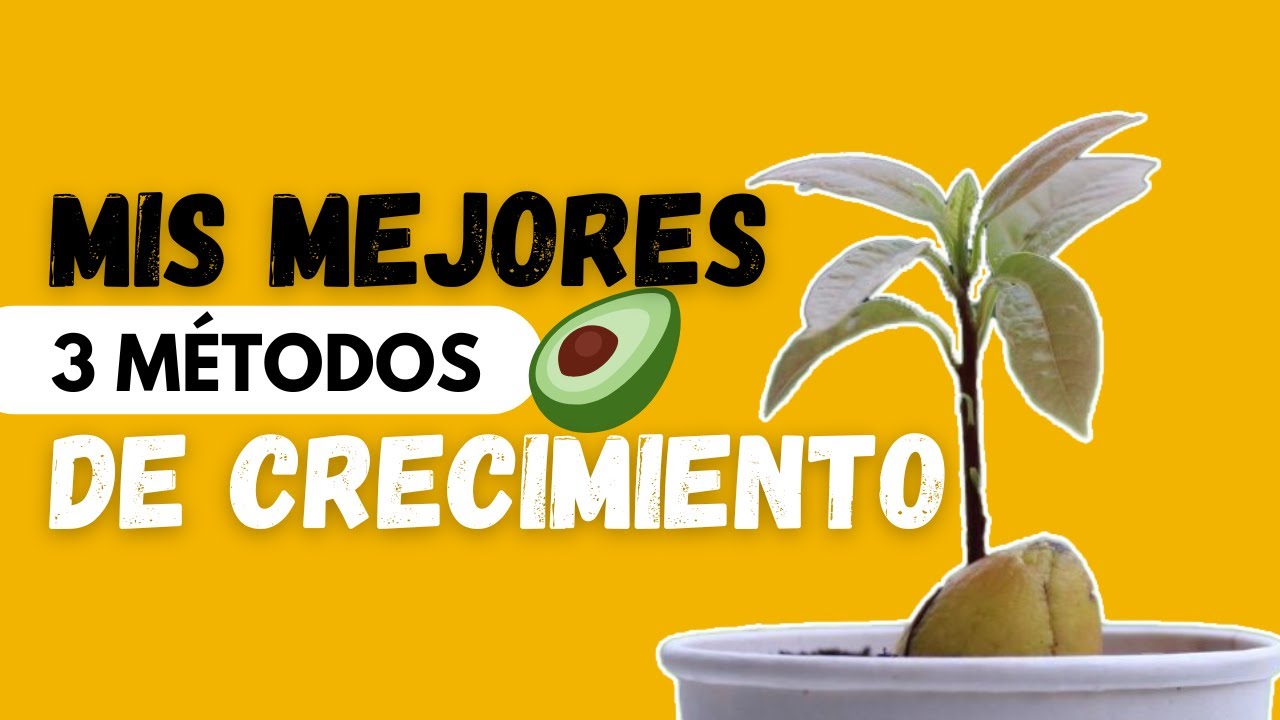 Mi Secreto para Hacer Crecer una Planta de Aguacate 🥑 Rápido / 3 Métodos para Palta