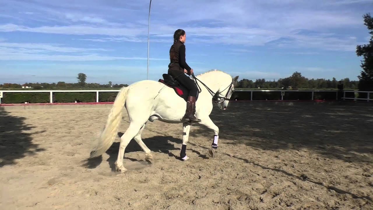 Dressage lesson//Manolo Oliva