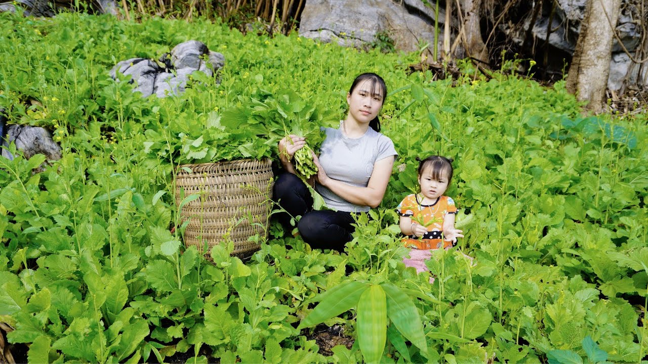 Harvesting Wild Mustard Greens - How to Make Pickled Mustard Greens with My Little Daughter
