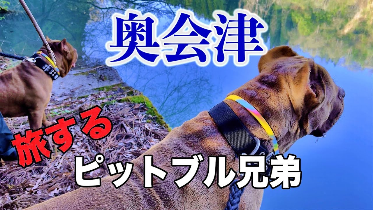 【犬連れ車中泊の旅】奥会津の秘境！只見川、霧幻峡、そして幻の豆腐を食べて来ました！