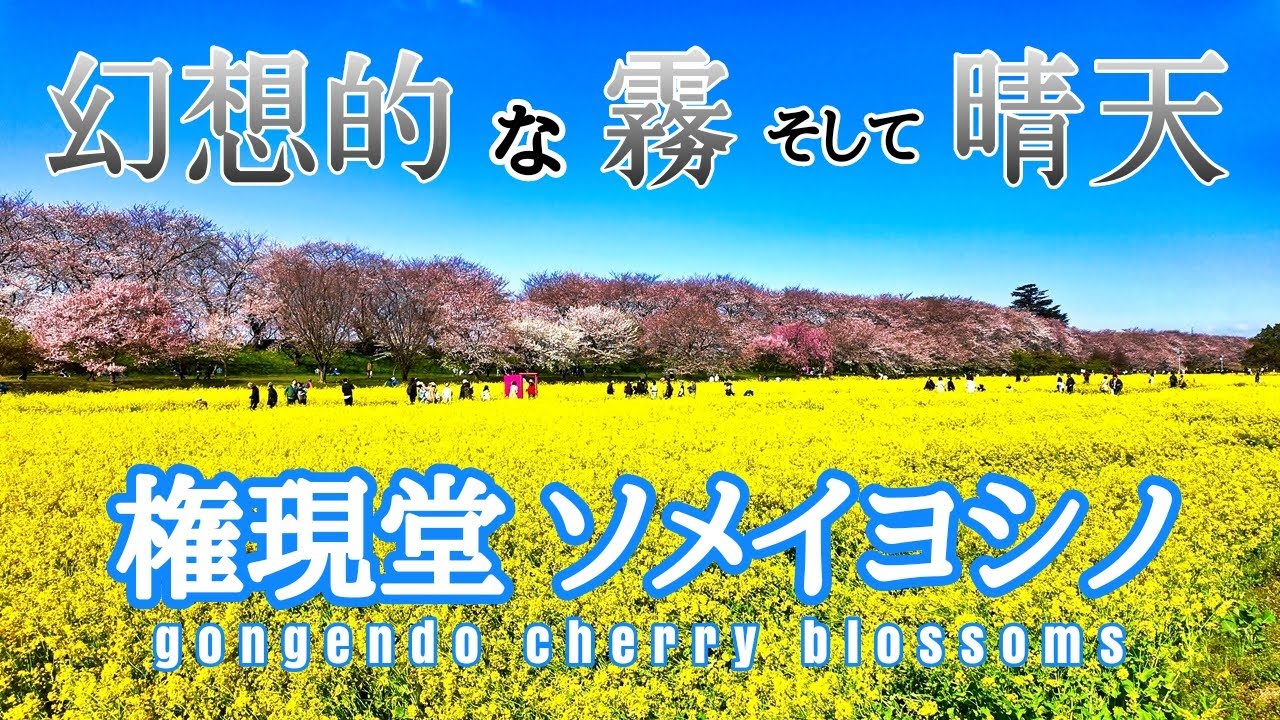 【幸手 権現堂】『幻想的🌸もう満開』“霧と快晴”の映像・ソメイヨシノ・交通情報(混雑状況) Walking cherry blossoms │gongendo│japan