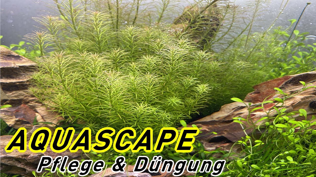 Aquascape Pflege & Düngung - Entwicklung nach Dark Start - keine Algen mehr im Aquarium