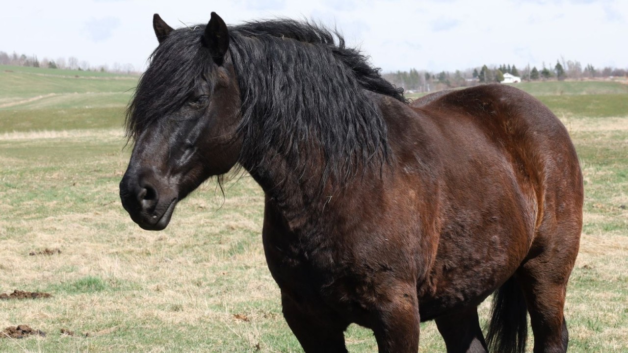 Land & Sea: The captivating feral horses of Nova Scotia