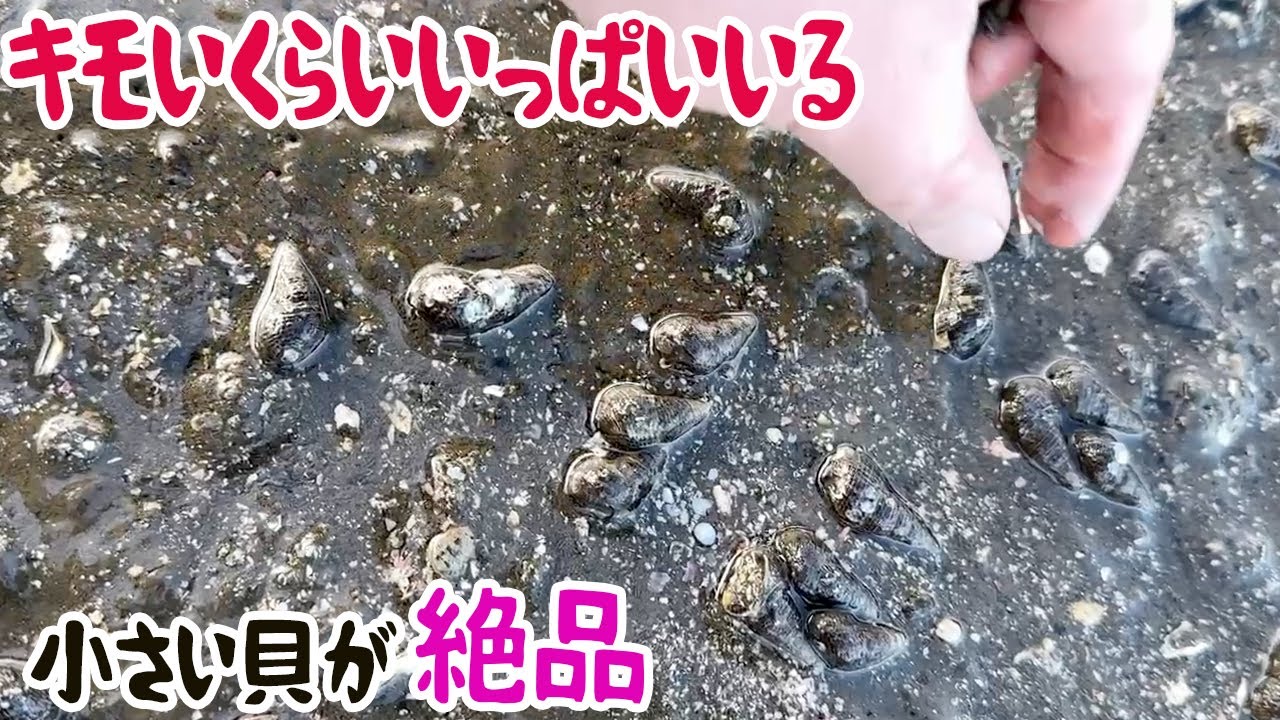 キモいくらいいっぱいいる小さい貝が絶品