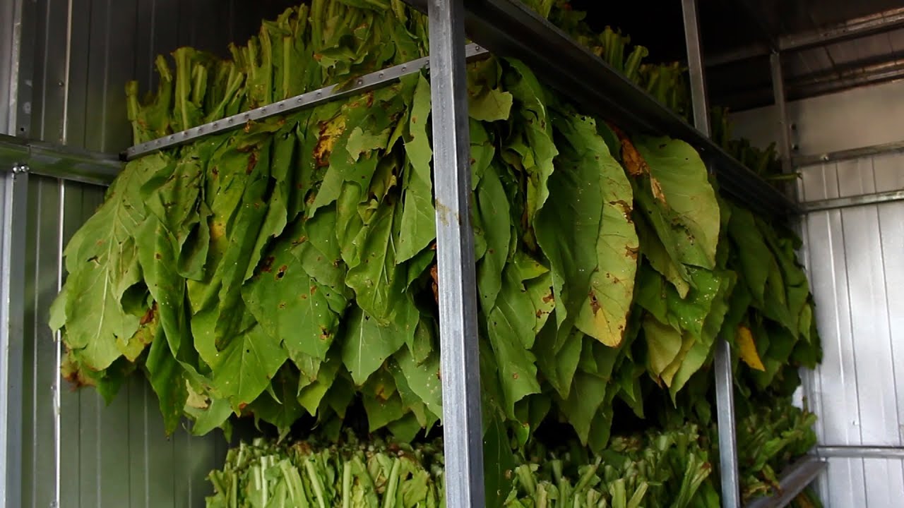 NOVA ESTUFA DE FUMO PERMITE COLHEITA A SEMANA TODA!