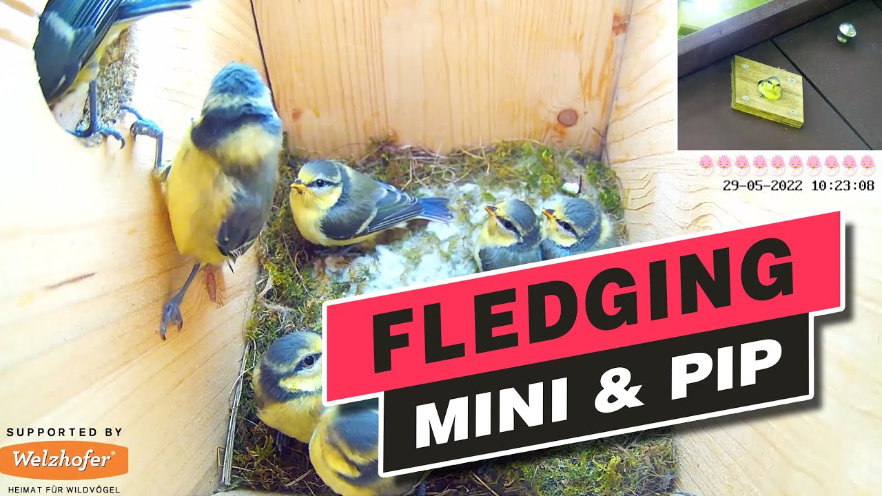Fledging of the Blue Tits of 