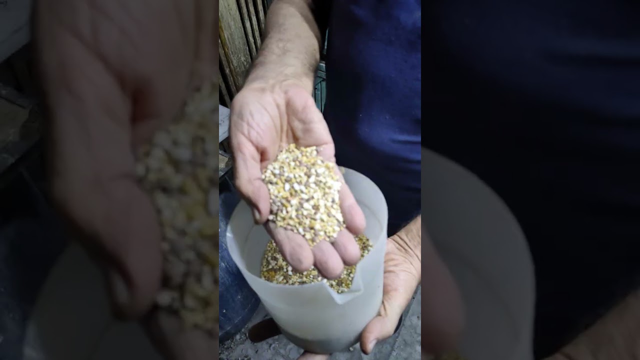 من مملكة الحج حسين المهدي اسلوب مع التعامل حمام الفرخ التحضين من مراحل عمرة
