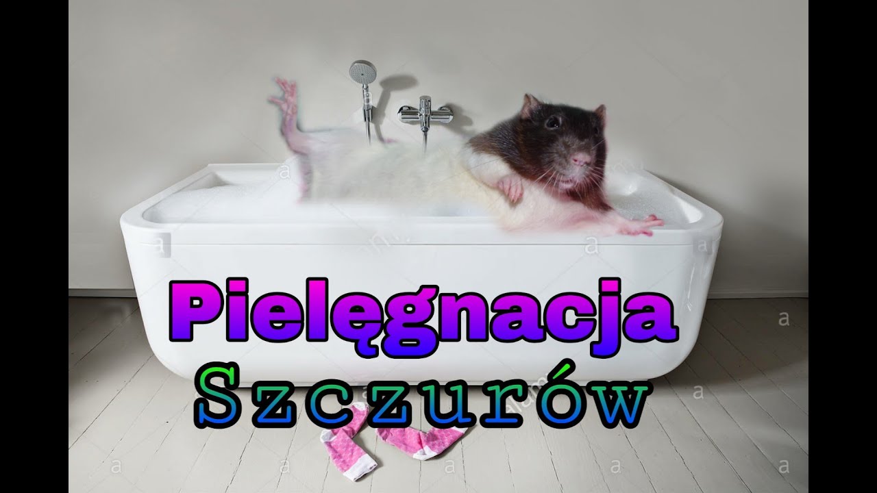 Jak kąpać szczura? Czy szczury można kąpać? (36)