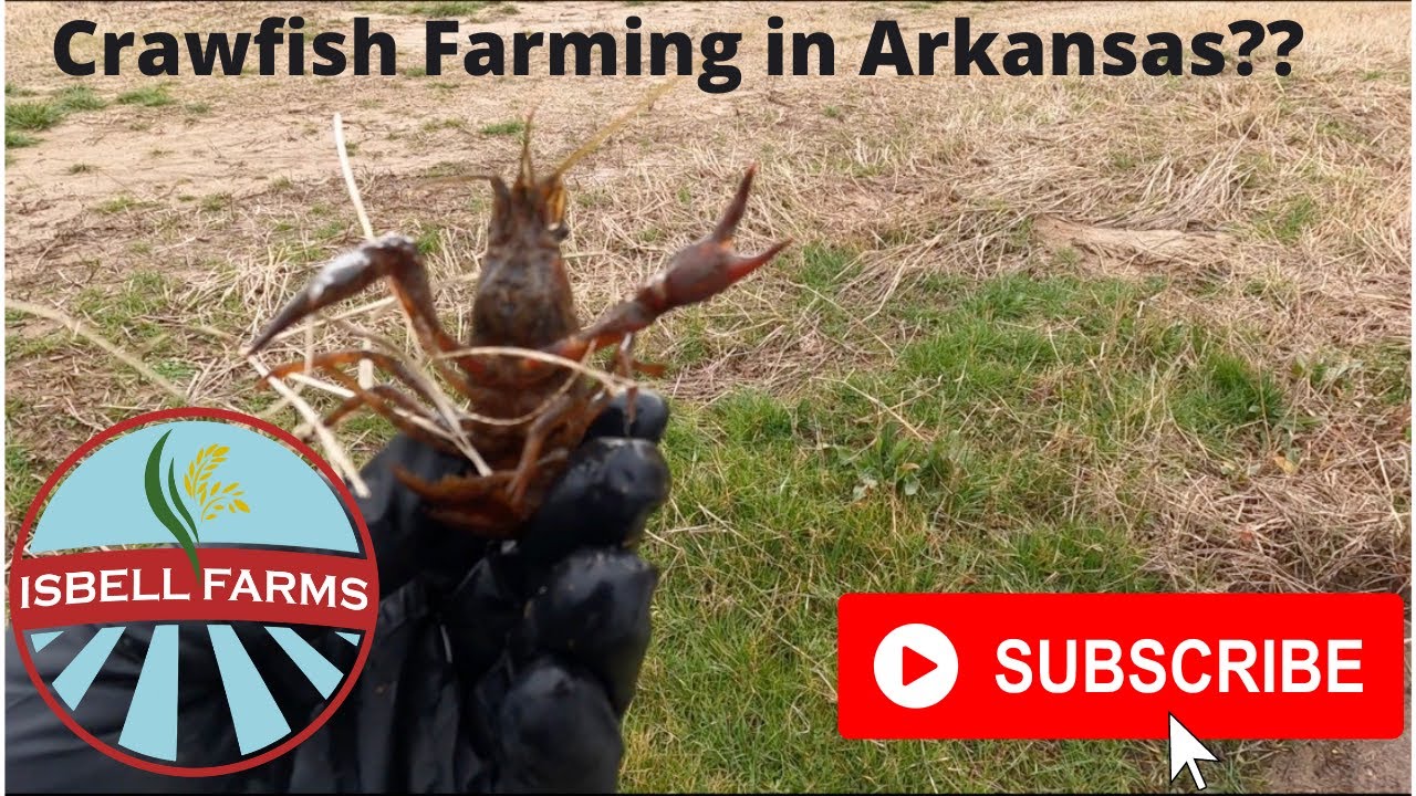 Crawfish Farming in Arkansas? Maybe!