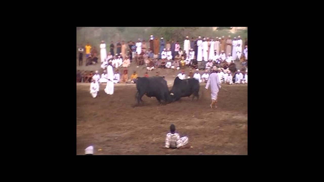 صدى الناروز .. لأهور .و. الصنـدوق ...