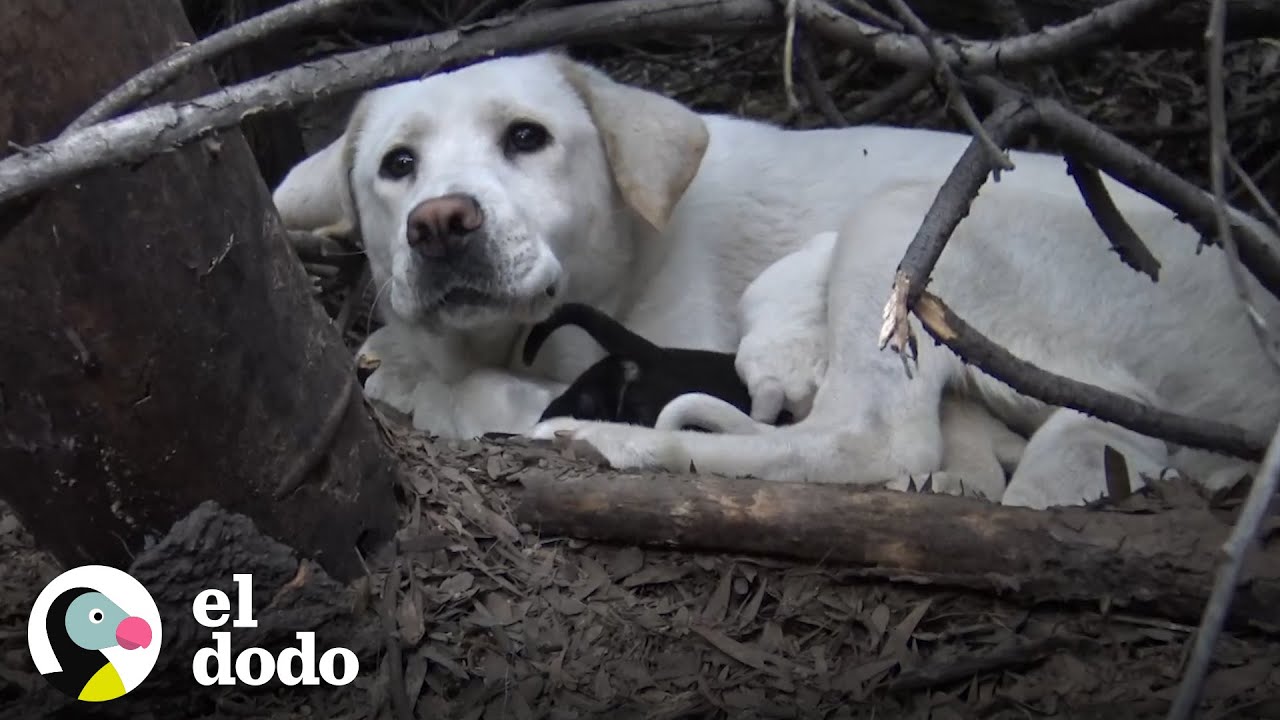 Labradora callejera no deja que los rescatistas se acerquen a sus cachorros | El Dodo
