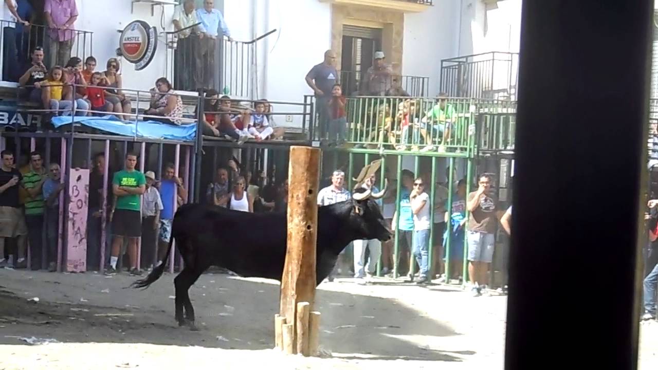 Bulls on the streets gone wild in a village near Valencia, Spain