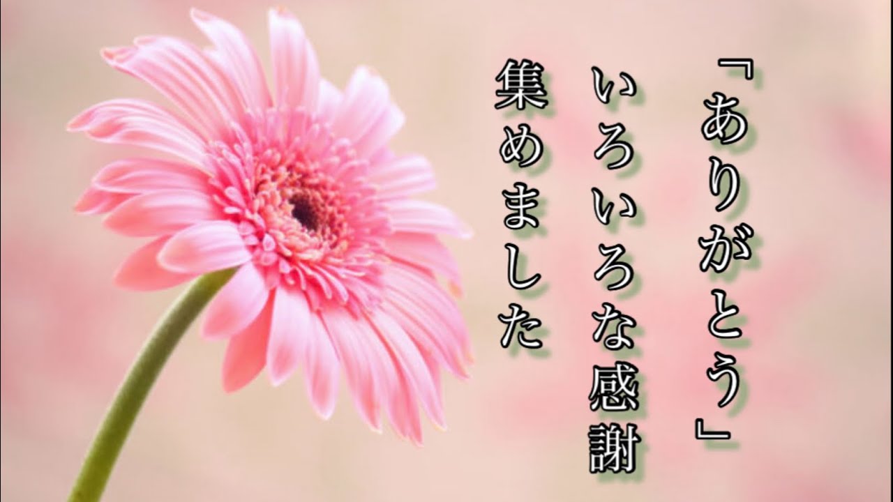『ありがとう』感謝の気持ちを集めました