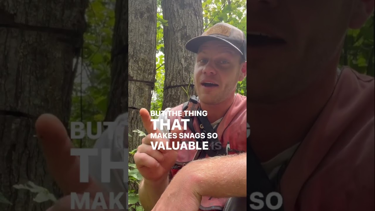 What does it mean to &ldquo;girdle&rdquo; a tree? #tree #trees #forests #nature #forestry #forester #short