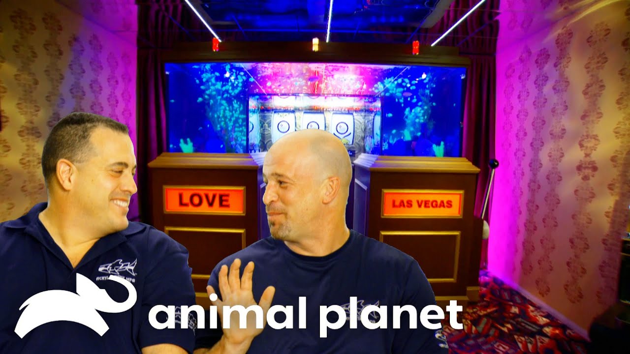 An Extravagant Vegas Wedding Tank | Tanked | Animal Planet