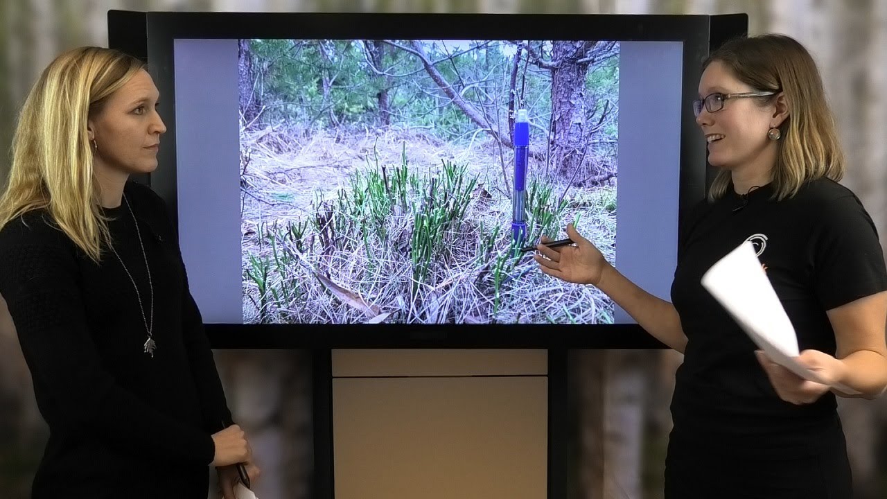 Viltanpassad skogsskötsel i praktiken - seminarium 1: Viltbete och biologisk mångfald