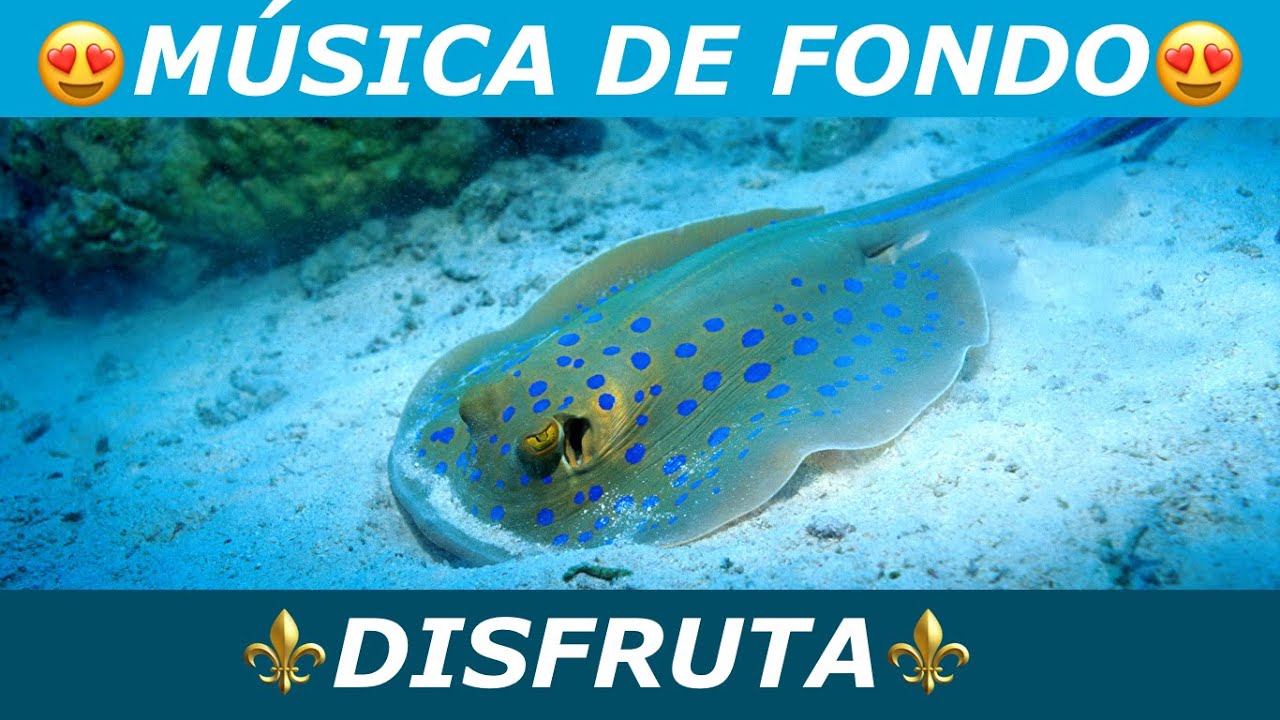 M&uacute;sica para meditar