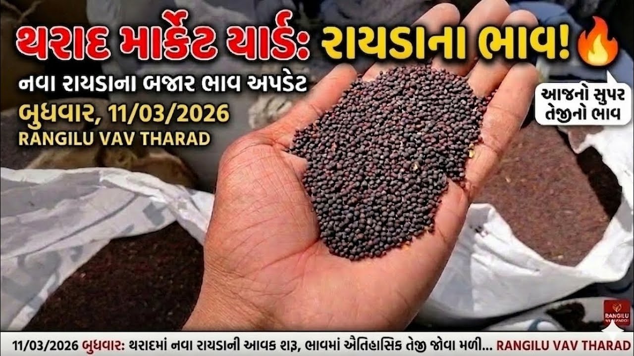 રાયડાના બજાર ભાવ આજે 🚜 | Raida Bhav Today Gujarat | Tharad Market Yard Update