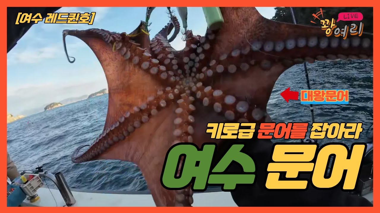 여수 문어가 작다고???ㅣ대왕문어ㅣ여수레드퀸호ㅣ여수문어ㅣ레드선단