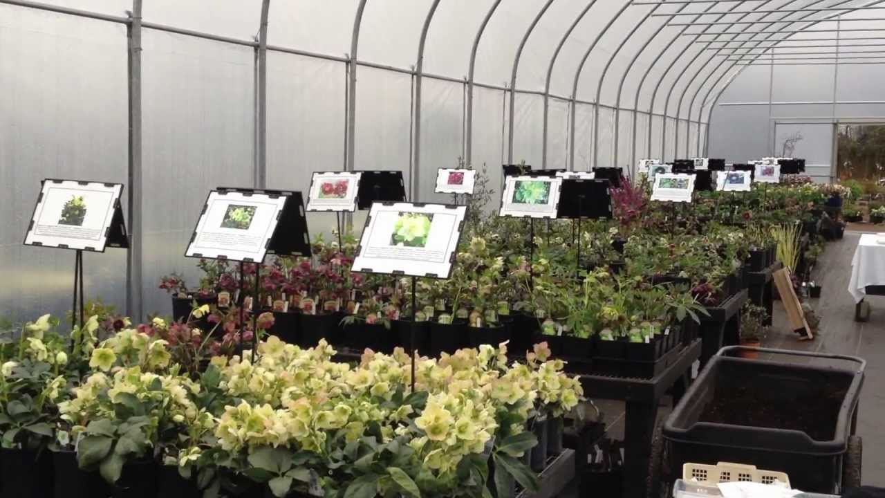 Hellebore Hurrah! 2013: Walkabout in the Hellebore Greenhouse