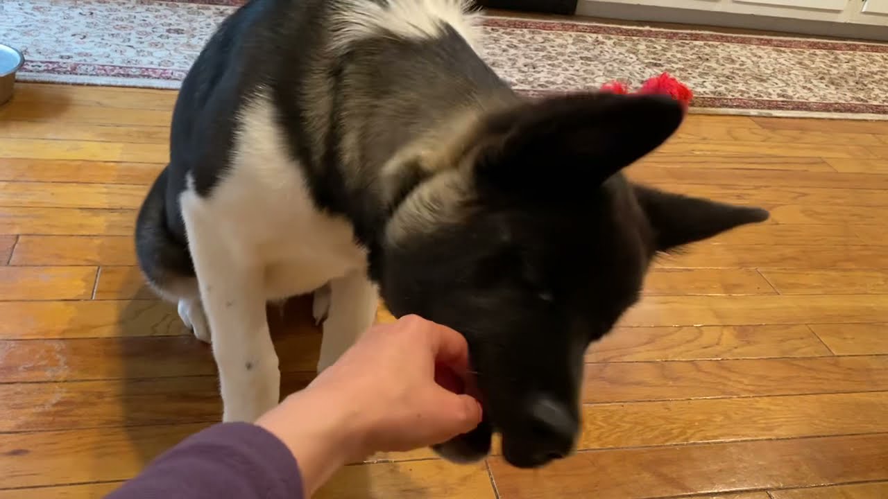Training Time - Akita Americano. Entrenamiento de un Akita. #americanakita #akitaamericano #puppy