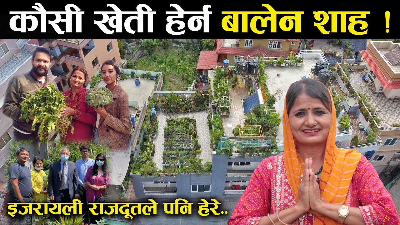 बालेन शाह देखि इजरायली राजदूतलाई समेत मन परेको राधा ढकालको कौसी खेती ! - Rooftop farming in Nepal