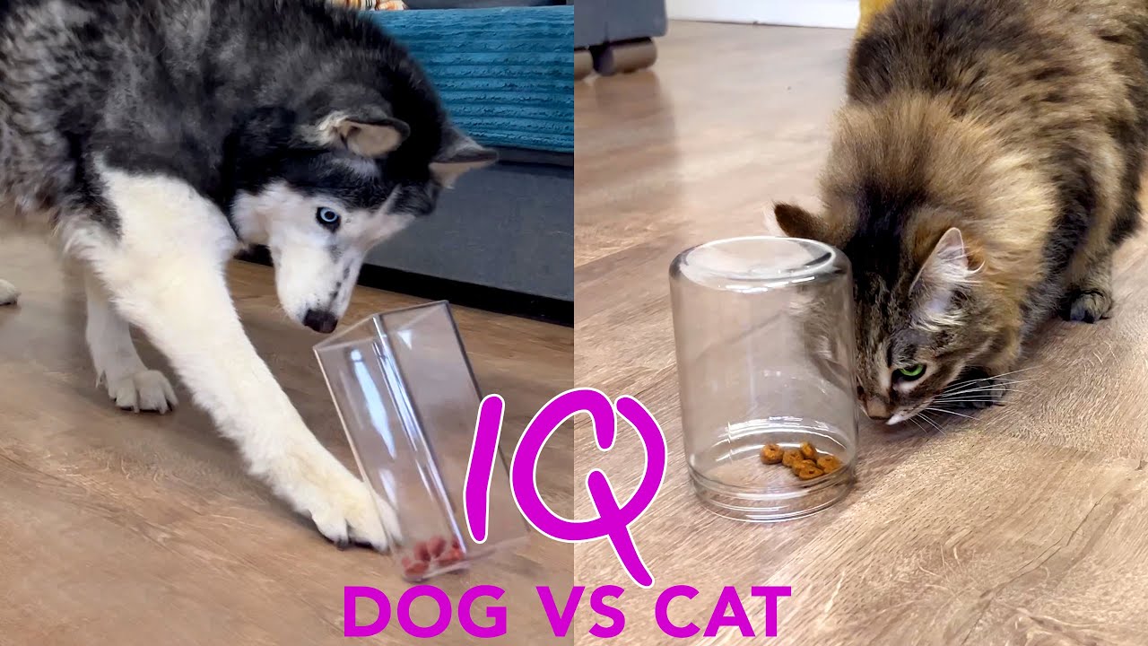 Действительно ли Хаски умнее Кошки? Новый тест на IQ для кошек и собак