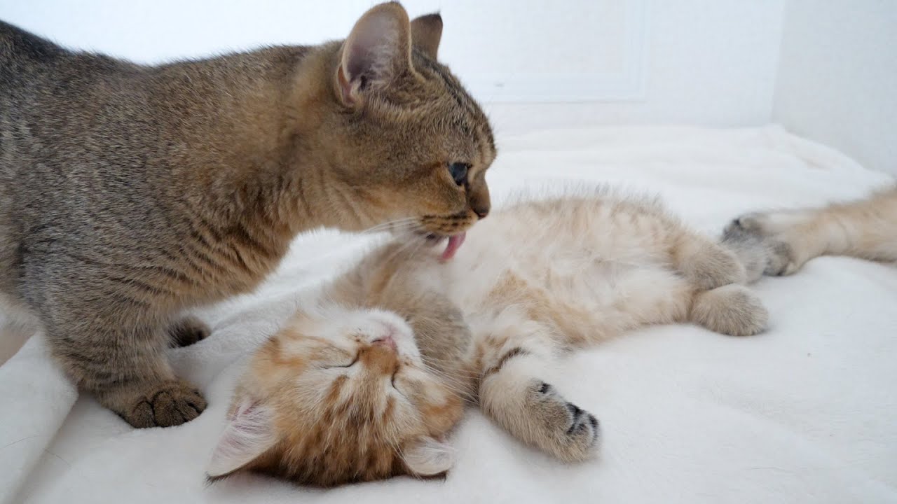Kiki, the mother cat, licks and cares for her kittens, who are tired from the vaccinations!