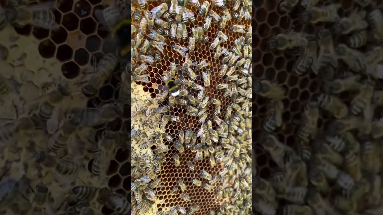Nezvan&yacute; hosť v &uacute;li&hellip; čmeliak 🐝 #vcely #priroda #bees #udrzitelnost