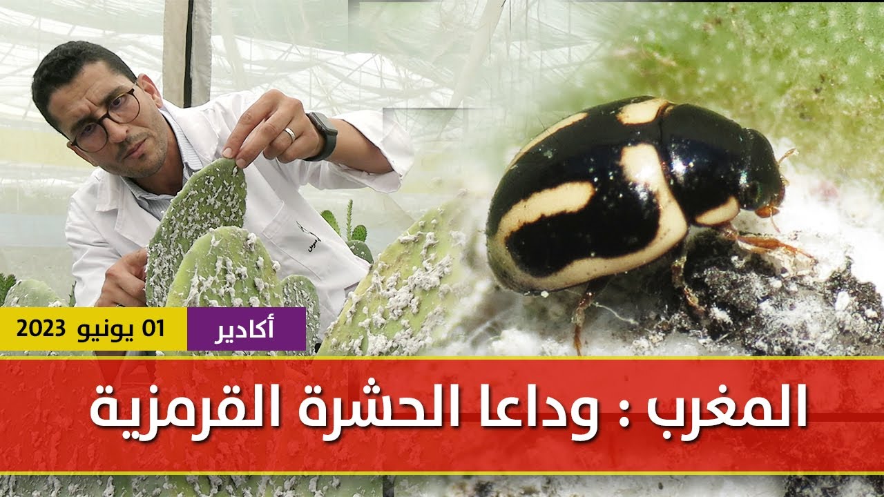 وداعا الحشرة القرمزية بعد تجارب ميدانية أجراها خبراء المكافحة البيولوجية بالمغرب