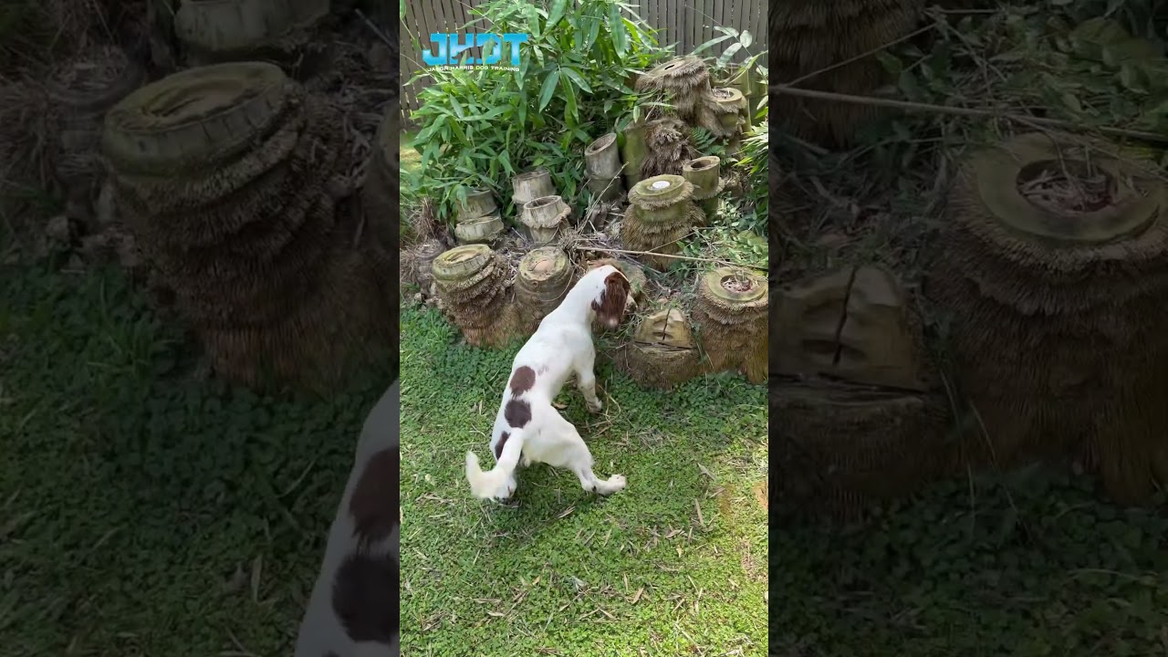 Check out this amazing Scent detection Puppy￼￼