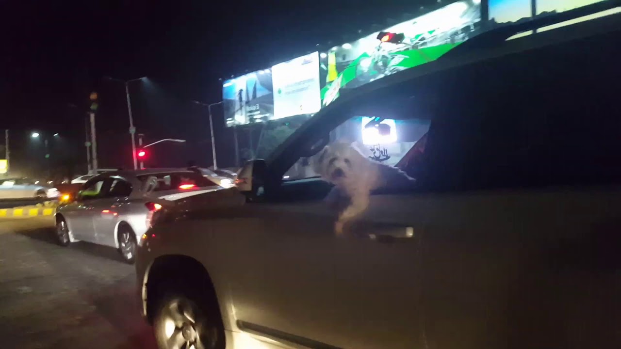 Fluffy dog on land cruiser. Night life in lahore