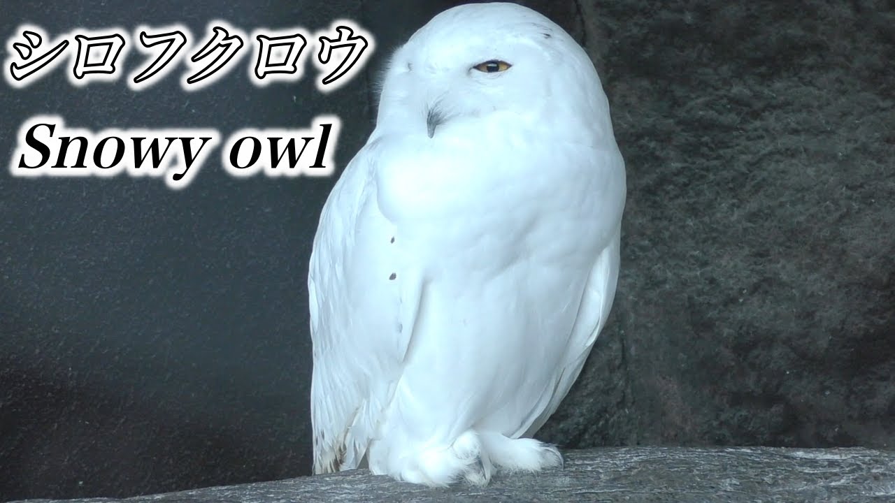 【フクロウ】極寒の空のハンター シロフクロウの生態〜「ハリーポッター」でお馴染みの猛禽類(Snowy owl)〜