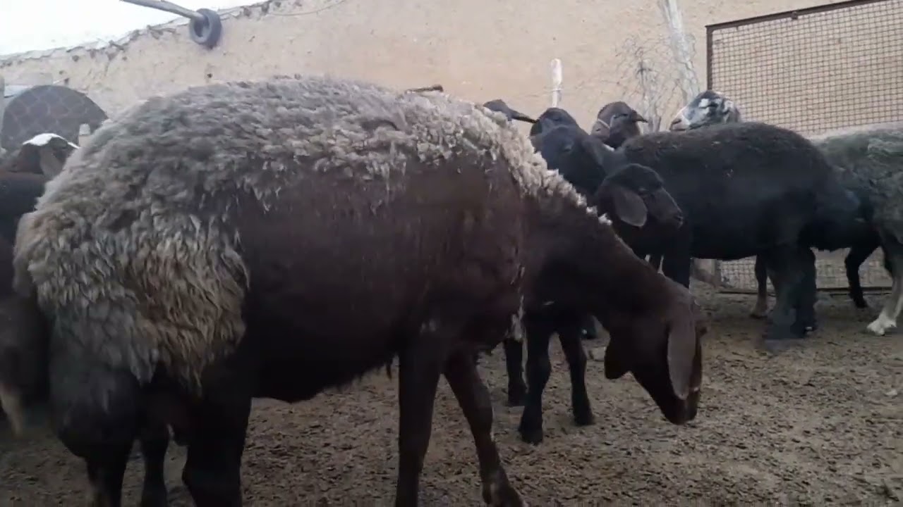 How do sheep and goats sleep? Comparison of chewing food between goats and sheep