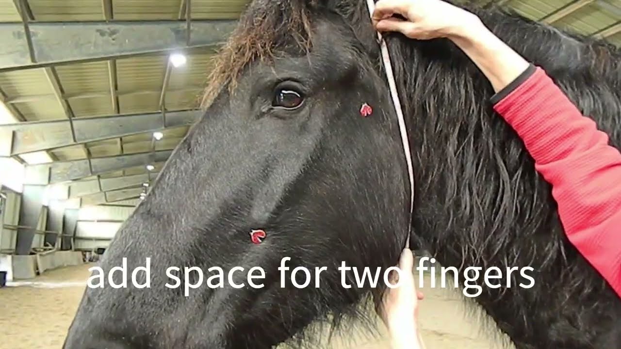 Measuring a horse for rope halter
