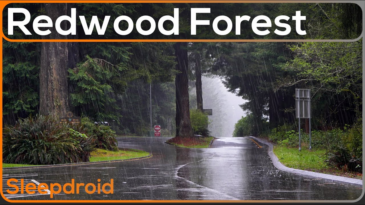 ► Relaxing Rain Sounds for Sleeping: Redwood Forest Rest Area Rainstorm