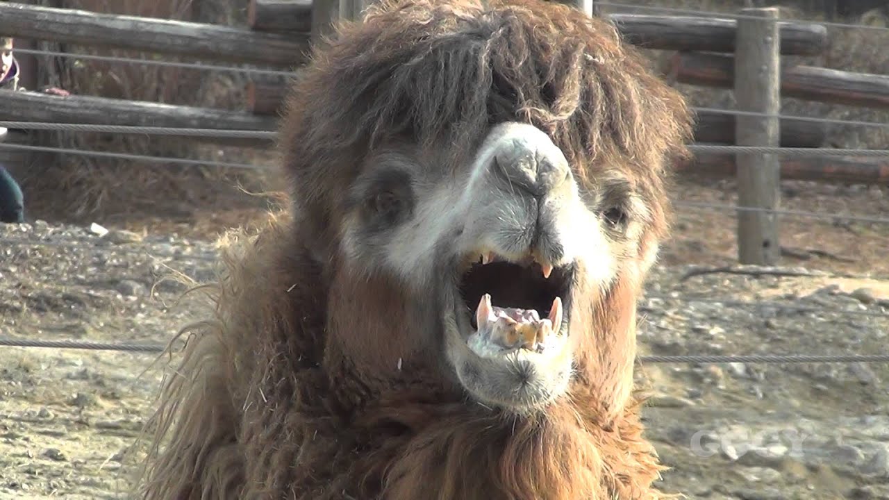 낙타소리 ( Camel Sound )