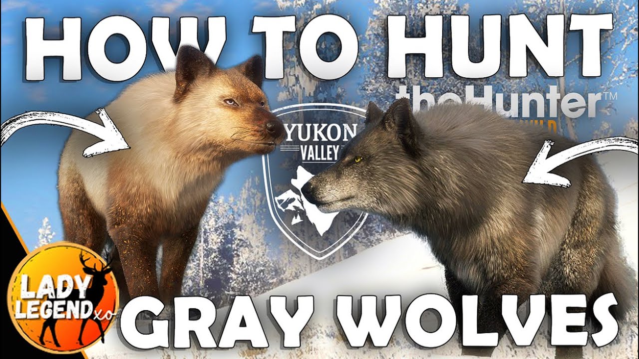 HUNT for NEW RARE FURS for GRAY WOLVES (+ GRAY WOLF GUIDE)