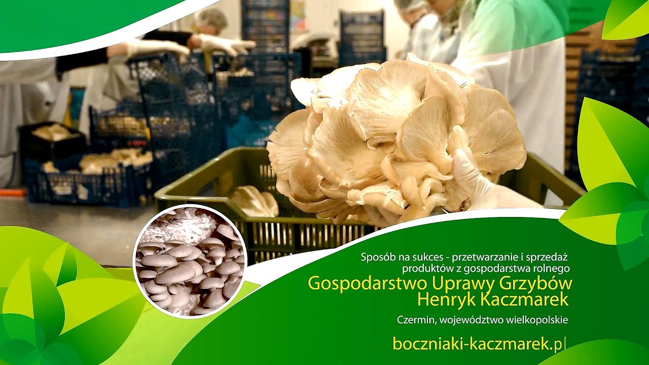 Sposób na sukces - przetwarzanie i sprzedaż produktów z gospodarstwa rolnego. Boczniaki