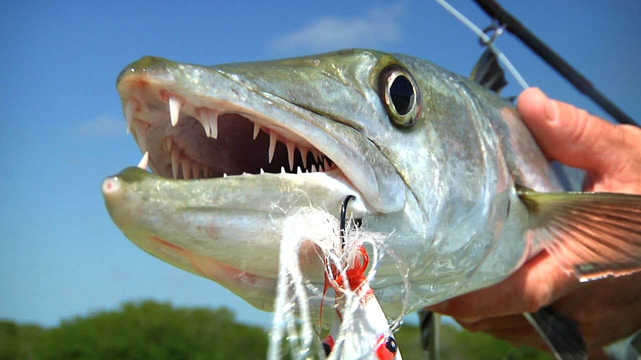 Fly Fishing for Bonefish and Barracuda Mexico with Brian O'Keefe
