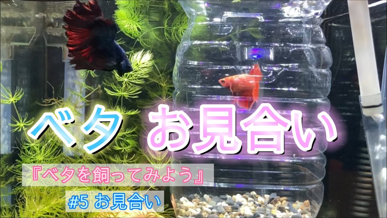 【ベタ】ベタを飼ってみよう　#5 お見合い