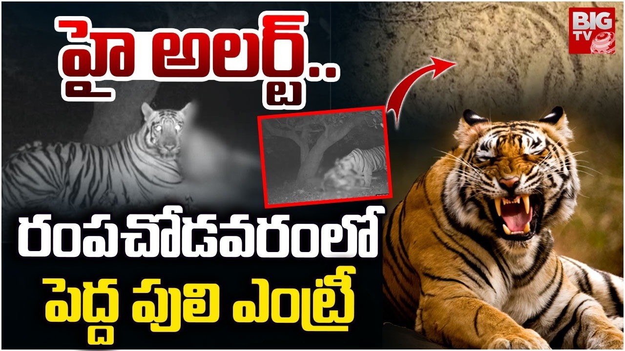 Tiger Spotted in Rampachodavaram | హై అలర్ట్..రంప‌చోడ‌వరంలో పెద్ద పులి ఎంట్రీ | BIG TV