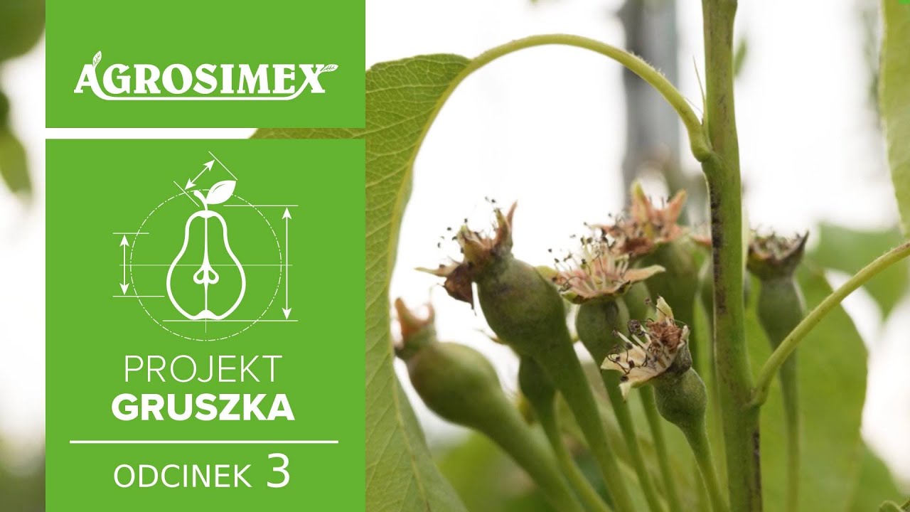 Projekt Gruszka odc. 3 - Sposób na sukces w uprawie grusz | Agrosimex