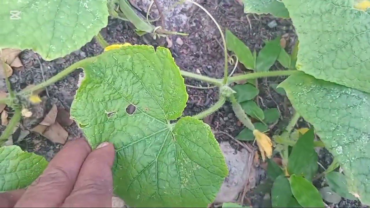 Cleaning  up the farm..🥦🥬🫛🍓🍒