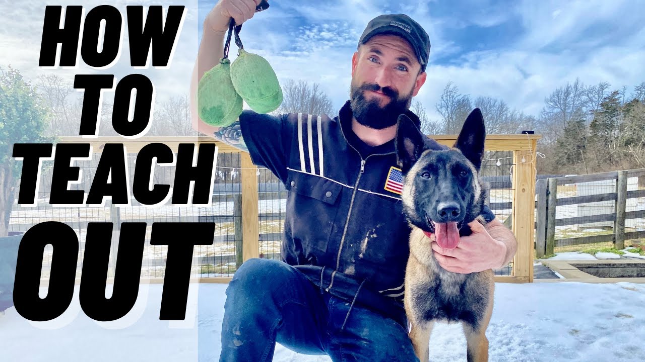 HOW TO TEACH THE OUT COMMAND! BASIC FIRST STEP! BELGIAN MALINOIS TRAINING