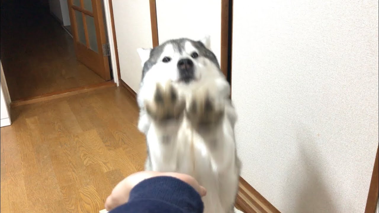 マジでお手が空振りまくるシベリアンハスキー